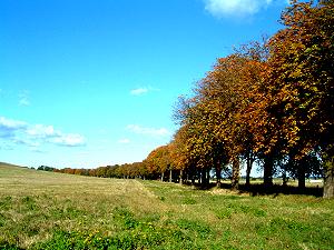 Allee bei Quilitz